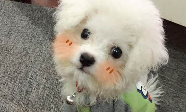 狗狗蛋蛋上有黑色結痂(尚未脫落)