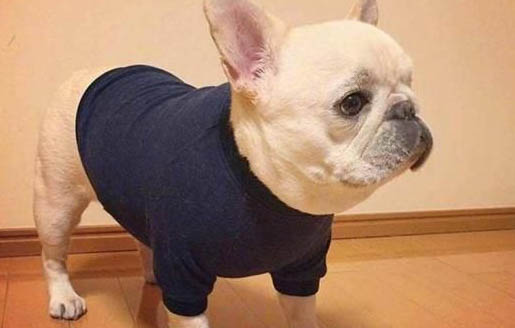 法國斗牛犬如何訓練