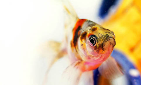 蘭壽金魚的飼養(yǎng)方法和技巧