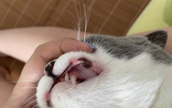 三個月小貓咪口臭怎么辦