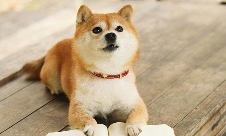 柴犬為什么
