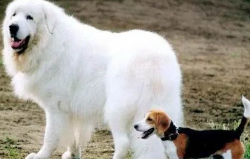 大白熊犬吃家常飯可以嗎