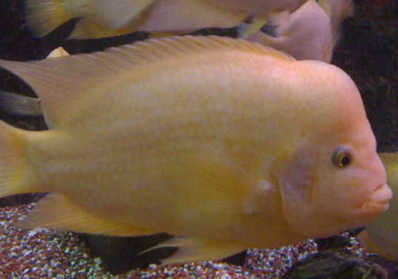 巧克力霓虹魚怎么養