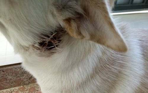 德國賓莎犬長大了有多大