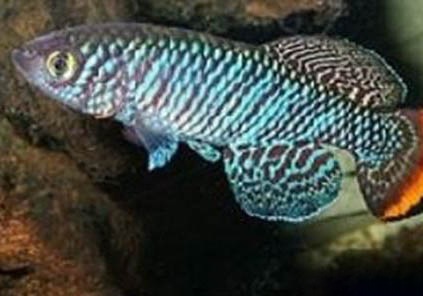 鳳尾魚好養嗎