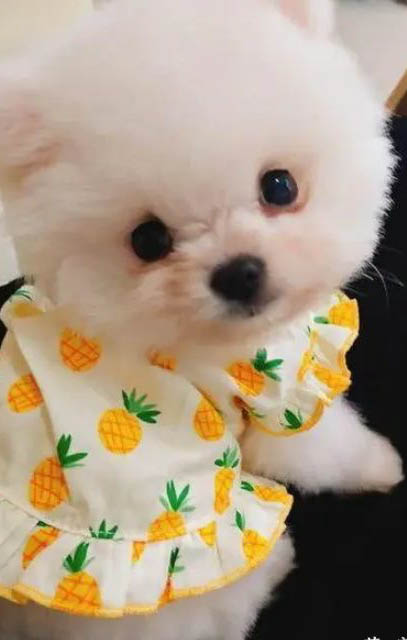 茶杯犬是怎么繁殖出來的