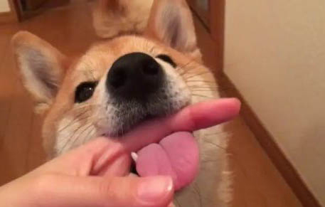 柴犬冬天掉毛嚴重嗎