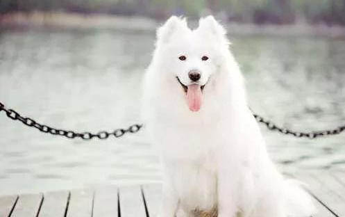 一個月格力犬如何喂養