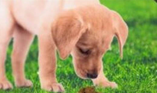 每個狗狗都有狂犬病毒嗎