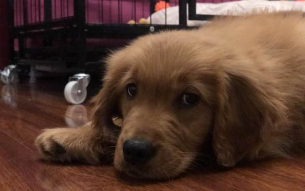 狗狗喝了慶大霉素死了