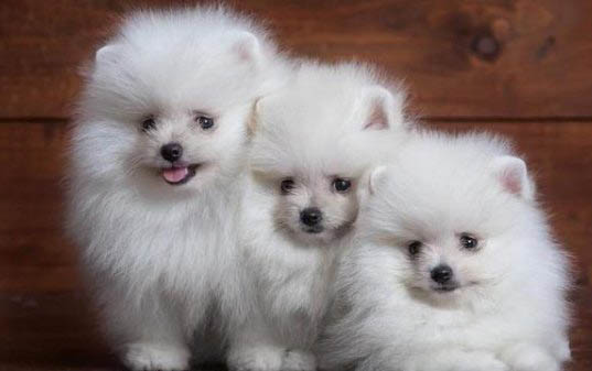 狗狗來月經會懷孕嗎?