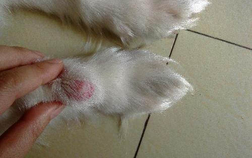 為狗狗除跳蚤的方法