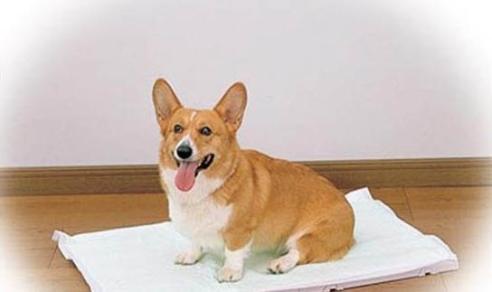 幼犬肚皮下有膿包