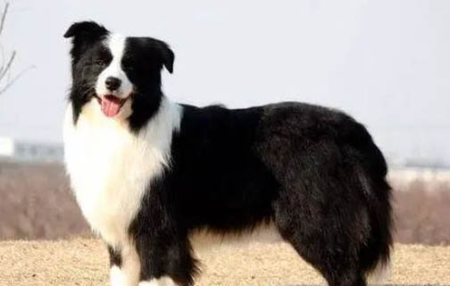 冰島牧羊犬拉稀應該怎么做