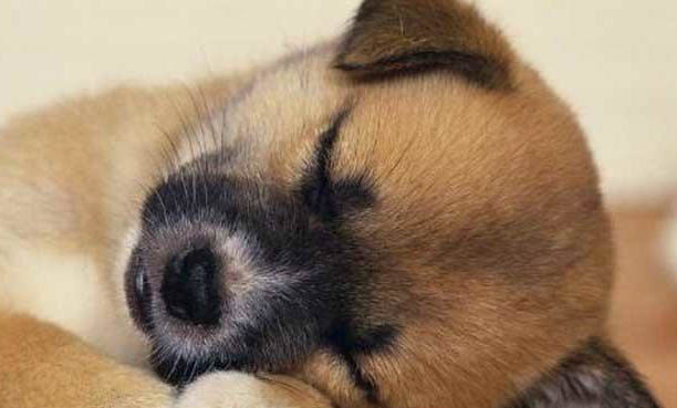 中華田園犬流眼淚眼屎多的原因及處理方法