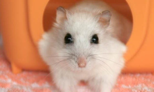 飼養倉鼠要注意什么