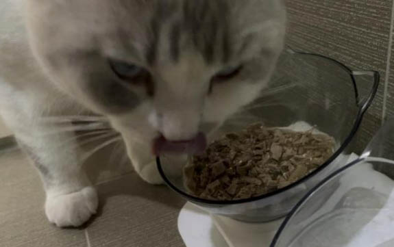 怎么樣分辨小貓的品種呢