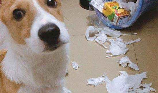 狗狗吐舌頭喘氣是犬瘟嗎