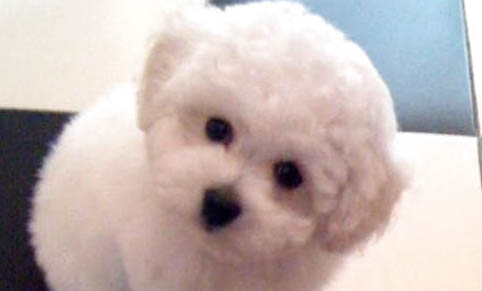 狗狗下崽之前有什么癥狀嗎