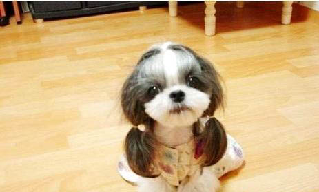 西施犬打理毛發的小技巧