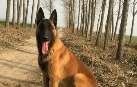 馬犬訓練方法主要有哪些