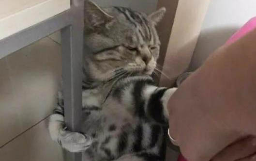 得了貓癬怎么辦啊