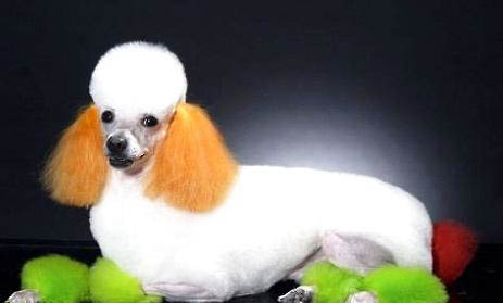 巨型貴賓犬有多大