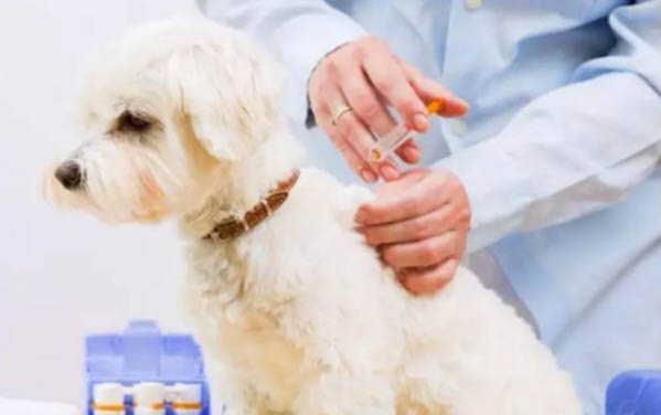 怎么樣判斷薩摩耶幼犬多大了呢