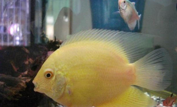 小型熱帶魚魚糧推薦