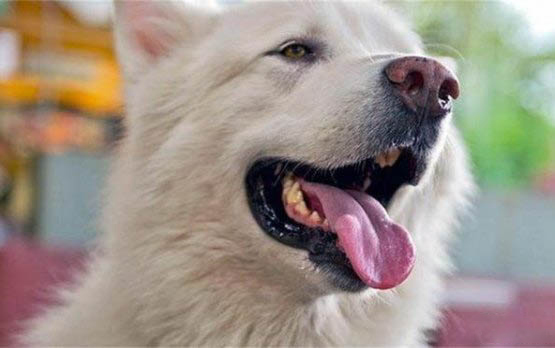 狗狗腦炎有哪些癥狀？