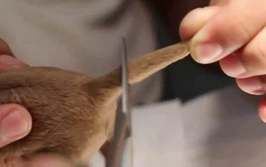 犬瘟細小發作多久會死亡?