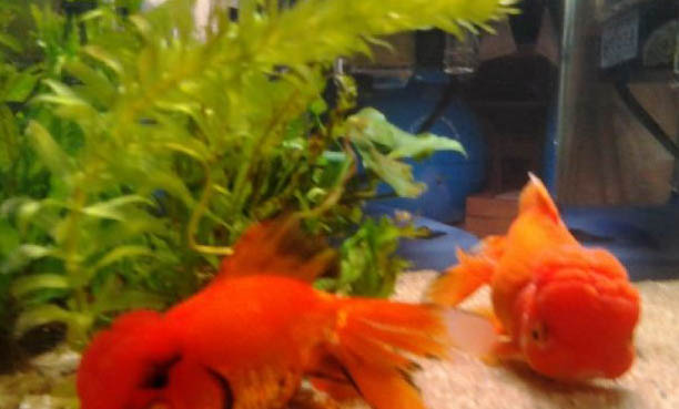 地圖魚哪個品種好