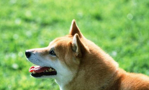 柴犬眼睛紅腫的原因及處理方法