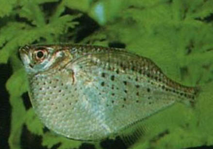 斗魚每次喂食的量