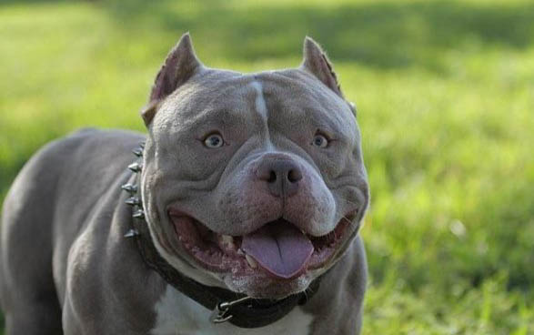 惡霸犬和比特犬誰厲害