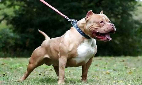 斗牛犬和巴哥犬之間有什么區(qū)別