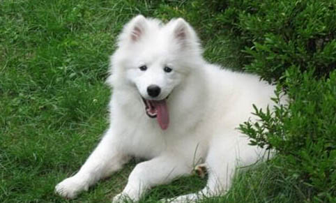 為什么有的狗很像狼犬呢
