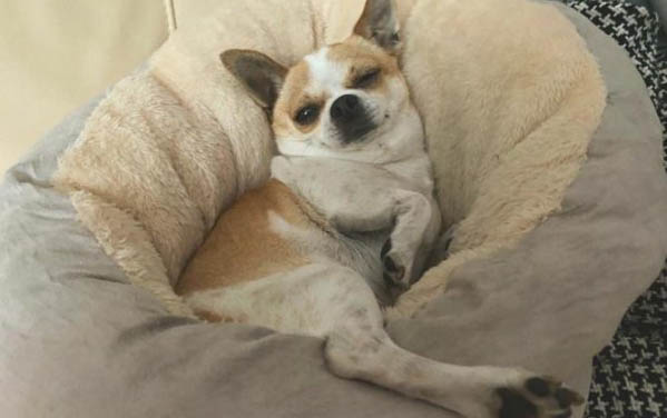 狗狗體外驅蟲多久一次？