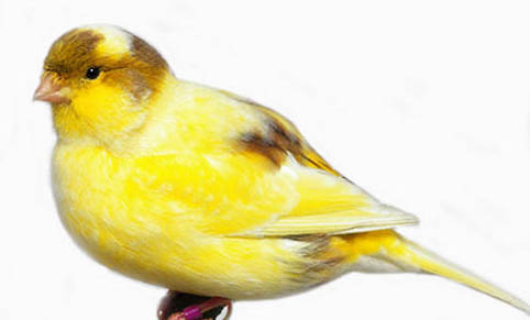 芙蓉鳥屬于保護動物嗎