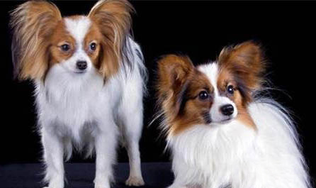 蝴蝶犬老喝水的原因及處理方法