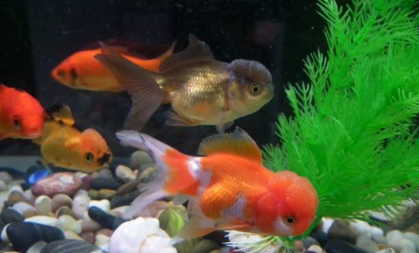 金魚好養活嗎?