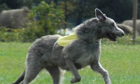 愛爾蘭獵狼犬冠狀病毒愈后注意事項