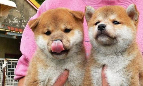 南寧哪里有賣柴犬