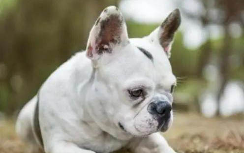 高加索犬的原產地在哪里