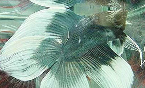 養(yǎng)觀賞魚的方法和技巧