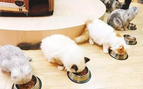 小貓可以直接喂純牛奶嗎