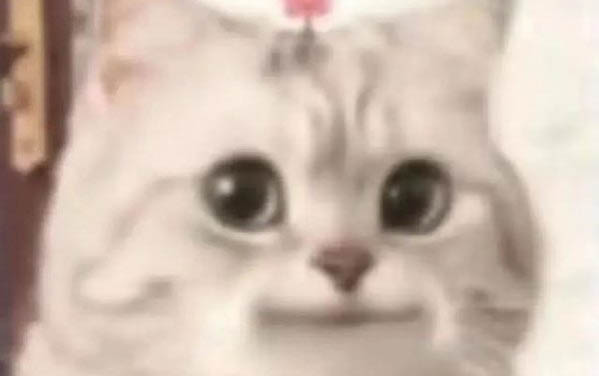 貓咪絕育以后愛睡覺