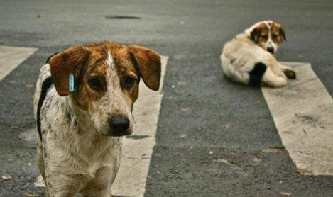 犬貓疫苗免疫失敗的原因有哪些