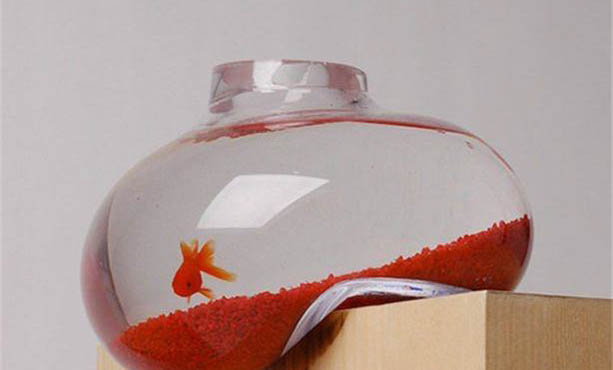 80的魚缸可以養(yǎng)幾條七彩神仙魚