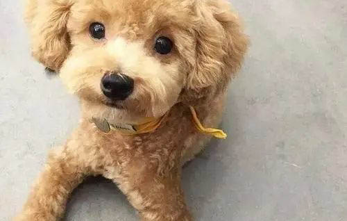 泰迪便便里面帶血是什么原因